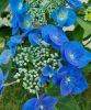 Kerti Hortenzia " Teller Blauling" - Hydrangea macrophylla
