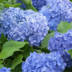 Kerti Hortenzia - Kék - Hydrangea macrophylla