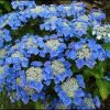 Kerti Hortenzia " Blaumeise" - Hydrangea macrophylla