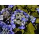 Kerti Hortenzia " Blaumeise" - Hydrangea macrophylla