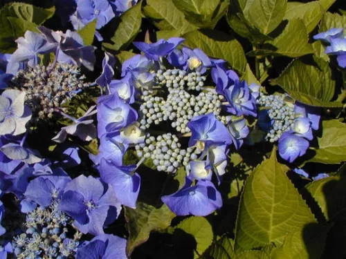 Kerti Hortenzia " Blaumeise" - Hydrangea macrophylla