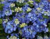 Kerti Hortenzia " Blaumeise" - Hydrangea macrophylla