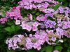 Kerti Hortenzia " Blaumeise" - Hydrangea macrophylla