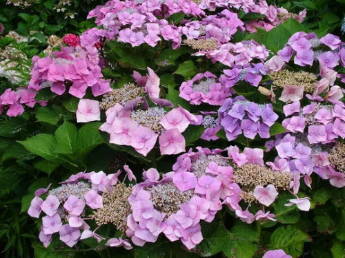 Kerti Hortenzia " Blaumeise" - Hydrangea macrophylla