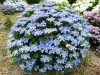 Kerti Hortenzia " Blaumeise" - Hydrangea macrophylla