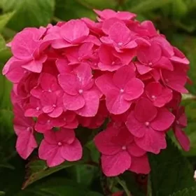   Kerti Hortenzia " Red Baron" - Hydrangea macrophylla