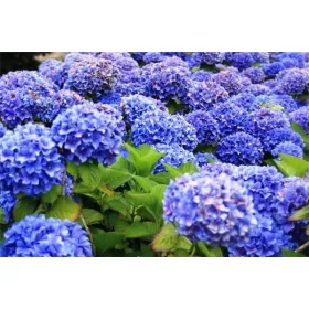 Kerti Hortenzia " Anda" - Hydrangea macrophylla