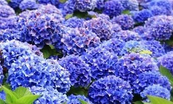 Kerti Hortenzia " Anda" - Hydrangea macrophylla