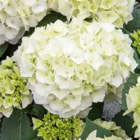   Kerti Hortenzia " Vanilla Sky" - Hydrangea macrophylla