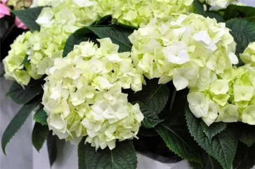 Kerti Hortenzia " Vanilla Sky" - Hydrangea macrophylla