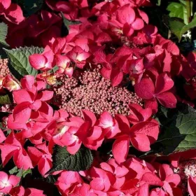   Kerti Hortenzia " Kardinal" - Hydrangea macrophylla