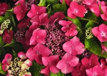 Kerti Hortenzia " Kardinal" - Hydrangea macrophylla