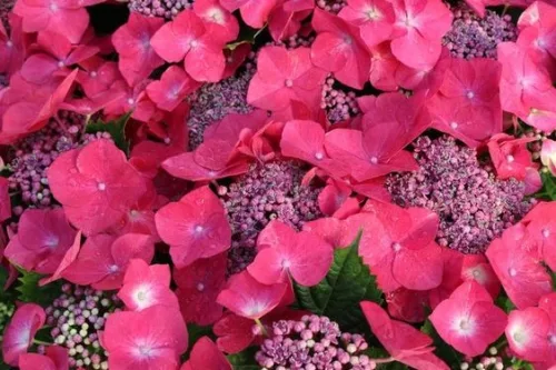 Kerti Hortenzia " Kardinal" - Hydrangea macrophylla