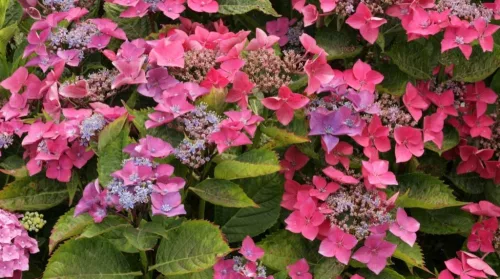 Kerti Hortenzia " Kardinal" - Hydrangea macrophylla