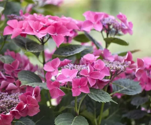 Kerti Hortenzia " Kardinal" - Hydrangea macrophylla