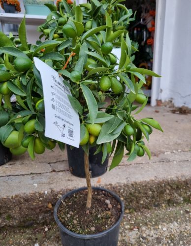 Kumquat - Kumkvat