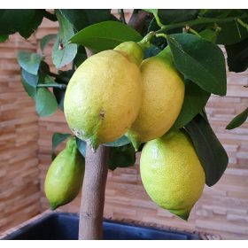 Termő törzses citromfa