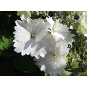 Kerti Hortenzia " Koria" - Hydrangea macrophylla