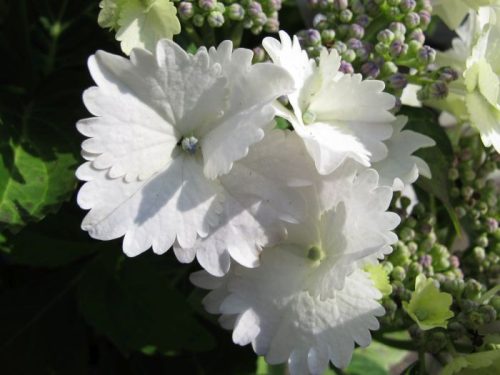Kerti Hortenzia " Koria" - Hydrangea macrophylla