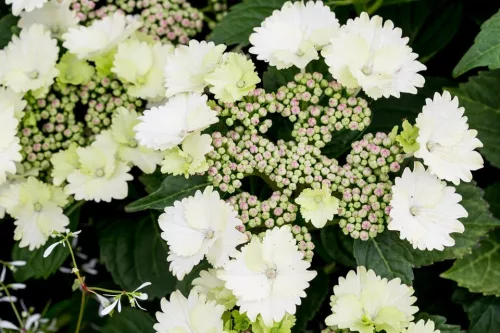 Kerti Hortenzia " Koria" - Hydrangea macrophylla