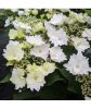 Kerti Hortenzia " Koria" - Hydrangea macrophylla