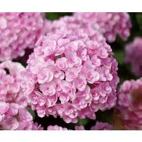   Kerti Hortenzia " Love (Youme H1917)" - Hydrangea macrophylla