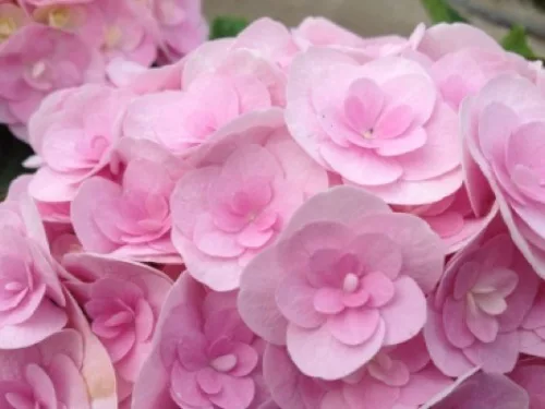 Kerti Hortenzia " Love (Youme H1917)" - Hydrangea macrophylla