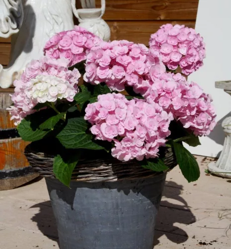 Kerti Hortenzia " Love (Youme H1917)" - Hydrangea macrophylla