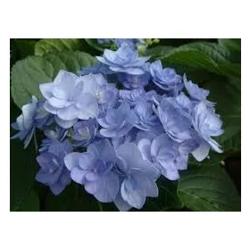   Kerti Hortenzia " You & Me Romance (RIE 09)" - Hydrangea macrophylla