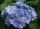 Kerti Hortenzia " You & Me Romance (RIE 09)" - Hydrangea macrophylla