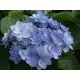 Kerti Hortenzia " You & Me Romance (RIE 09)" - Hydrangea macrophylla