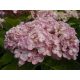 Kerti Hortenzia " Ayesha" - Hydrangea macrophylla