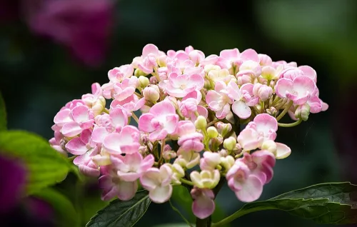 Kerti Hortenzia " Ayesha" - Hydrangea macrophylla