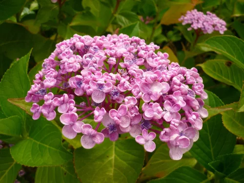 Kerti Hortenzia " Ayesha" - Hydrangea macrophylla