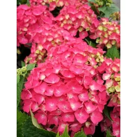   Kerti Hortenzia " Leuchtfeuer" - Hydrangea macrophylla