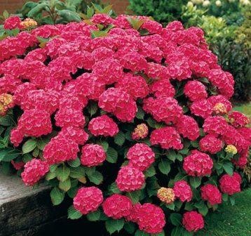 Kerti Hortenzia " Leuchtfeuer" - Hydrangea macrophylla