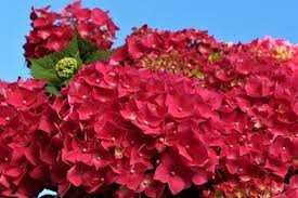 Kerti Hortenzia " Leuchtfeuer" - Hydrangea macrophylla