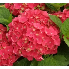 Kerti Hortenzia " Hamburg" - Hydrangea macrophylla