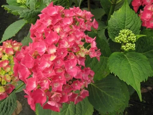 Kerti Hortenzia " Hamburg" - Hydrangea macrophylla