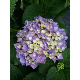 Kerti Hortenzia " Xian" - Hydrangea macrophylla