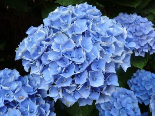 Kerti Hortenzia " Xian" - Hydrangea macrophylla