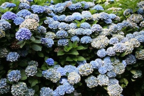 Kerti Hortenzia " Xian" - Hydrangea macrophylla