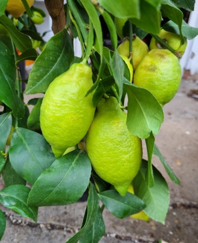 Termő törzses citromfa
