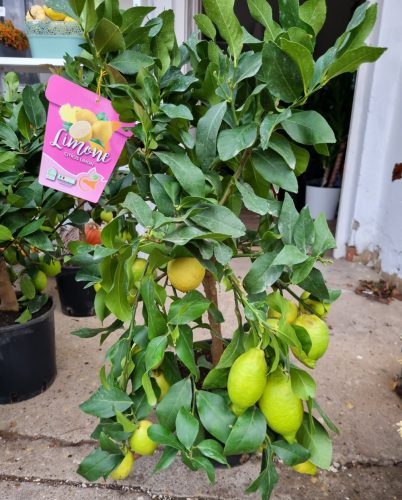 Termő törzses citromfa