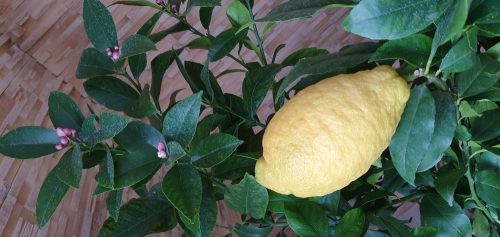 Termő törzses citromfa