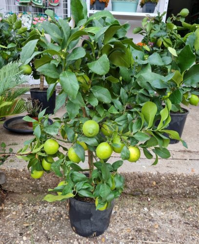 Termő törzses citromfa