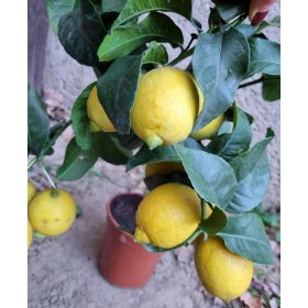 Termő törzses citromfa 30-40 cm