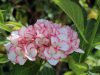 Kerti Hortenzia " Charm" - Hydrangea macrophylla