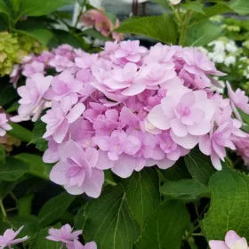   Kerti Hortenzia - Hydrangea macrophylla "You & Me Forever (RIE01)" Cs9