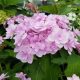 Kerti Hortenzia - Hydrangea macrophylla "You & Me Forever (RIE01)" Cs9